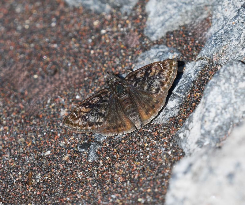 Pacuvius Duskywing: Erynnis pacuvius