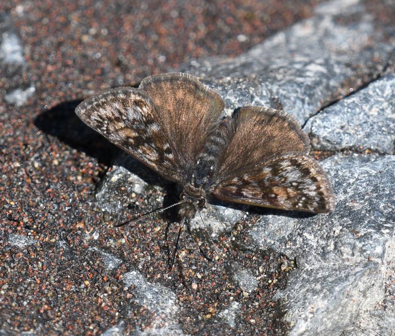 Pacuvius Duskywing: Erynnis pacuvius