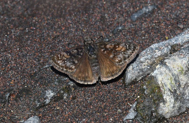 Pacuvius Duskywing: Erynnis pacuvius