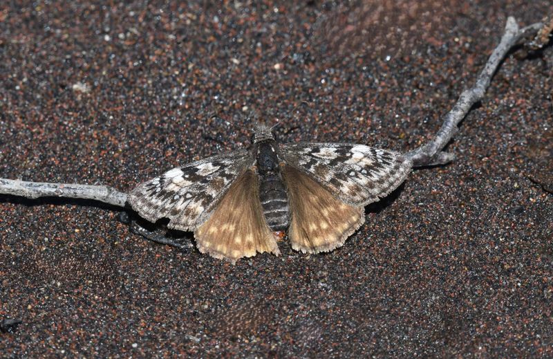 Propertius Duskywing: Erynnis propertius