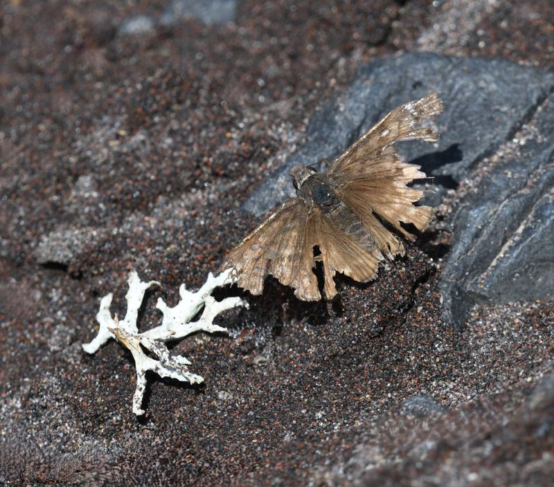 Propertius Duskywing: Erynnis propertius