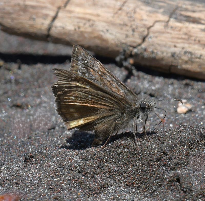 Propertius Duskywing: Erynnis propertius