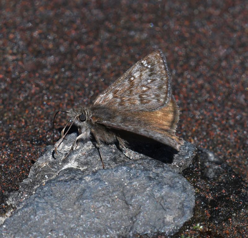 Propertius Duskywing: Erynnis propertius