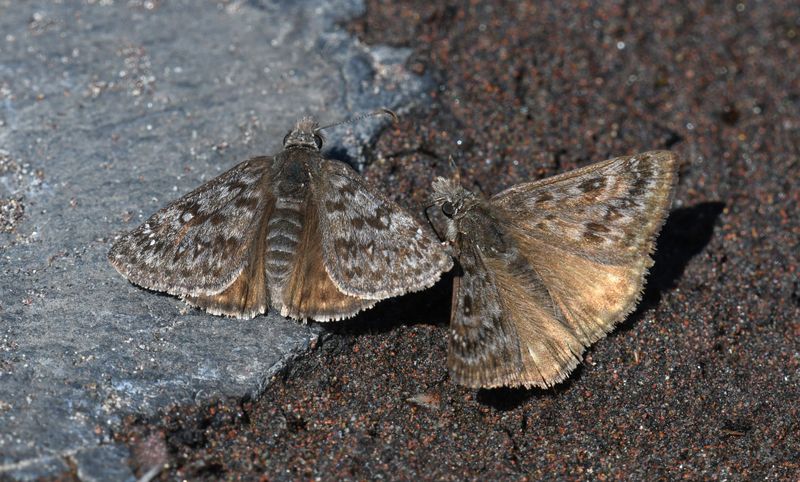 Propertius Duskywing: Erynnis propertius