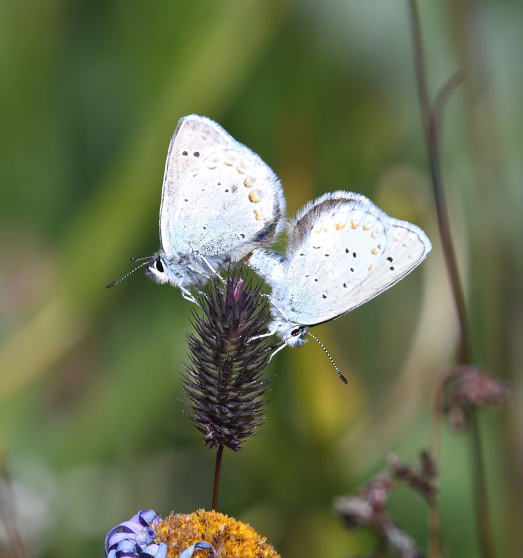 Anna's Blue: Plebejus anna