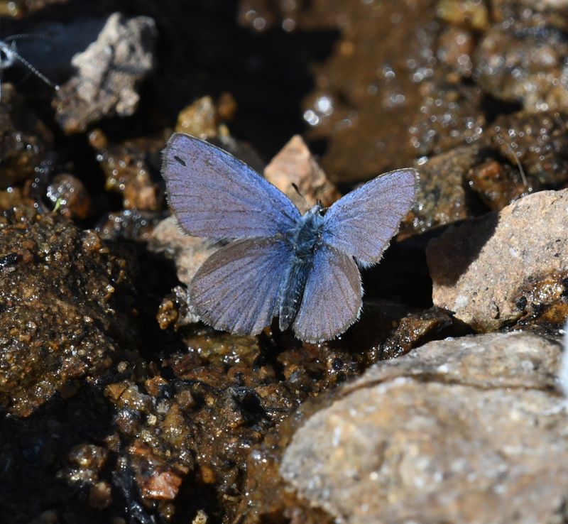 Anna's Blue: Plebejus anna