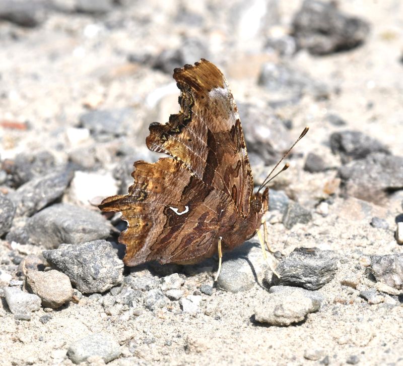 Satyr Anglewing: Polygonia satyrus
