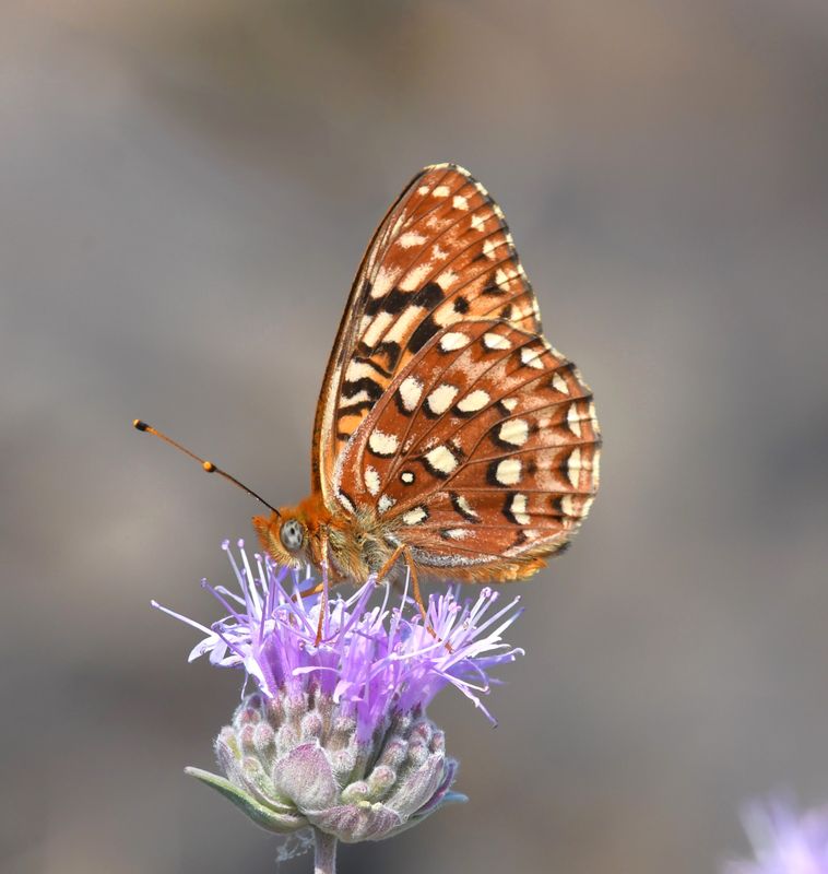 Hydaspe Fritillary: Speyeria hydaspe