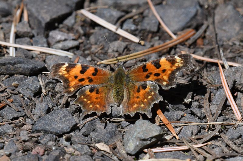 Green Anglewing: Polygonia faunus