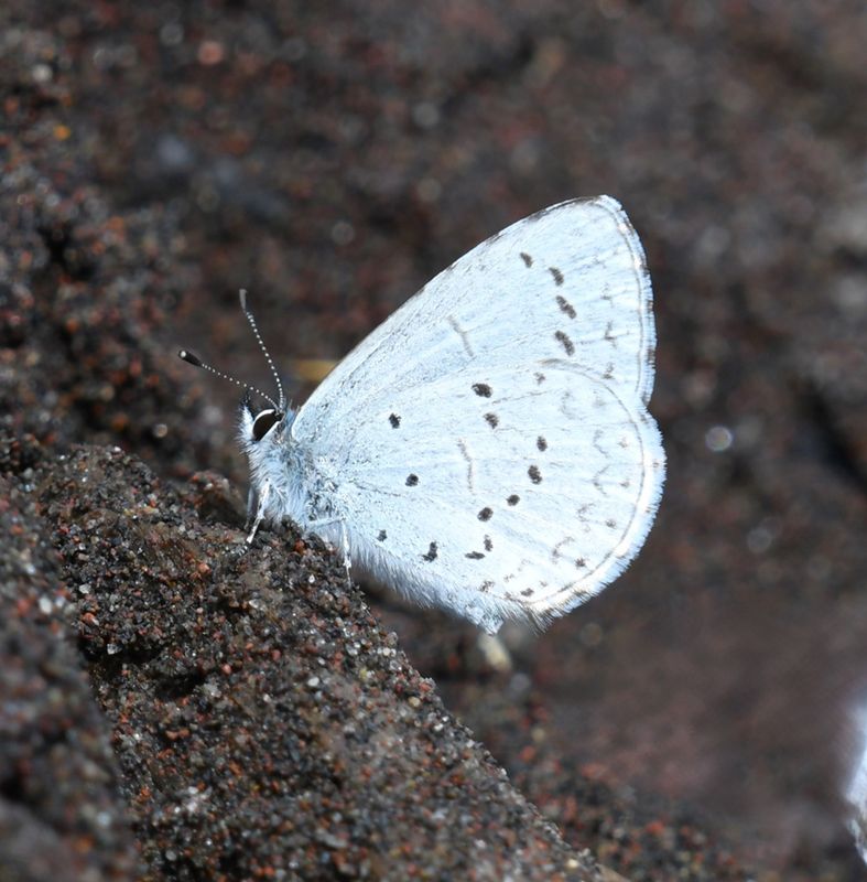 Echo Azure: Celastrina echo