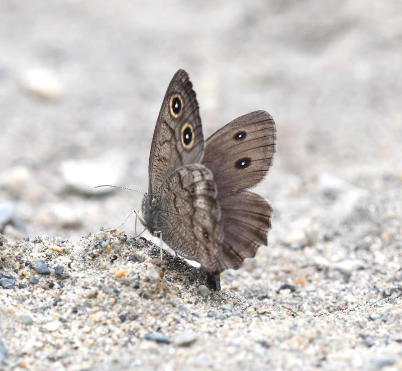 Wood Nymph, Common