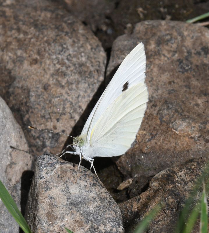 Cabbage White: Pieris rapae