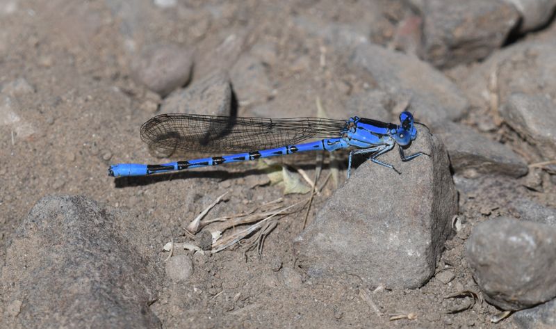 Damselfly