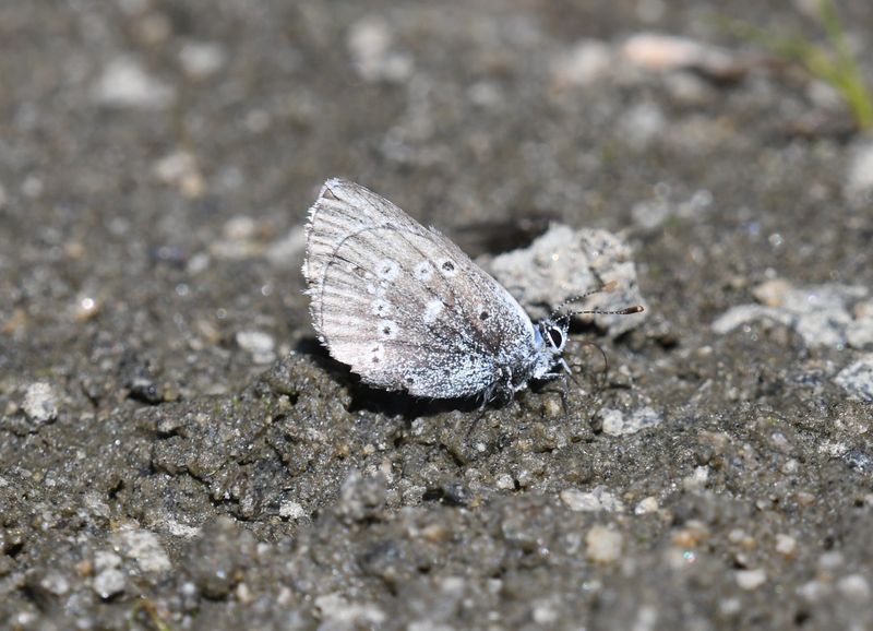 Boisduval's Blue: Icaricia icarioides