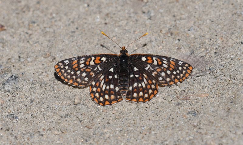 Anicia Checkerspot: Euphydryas anicia