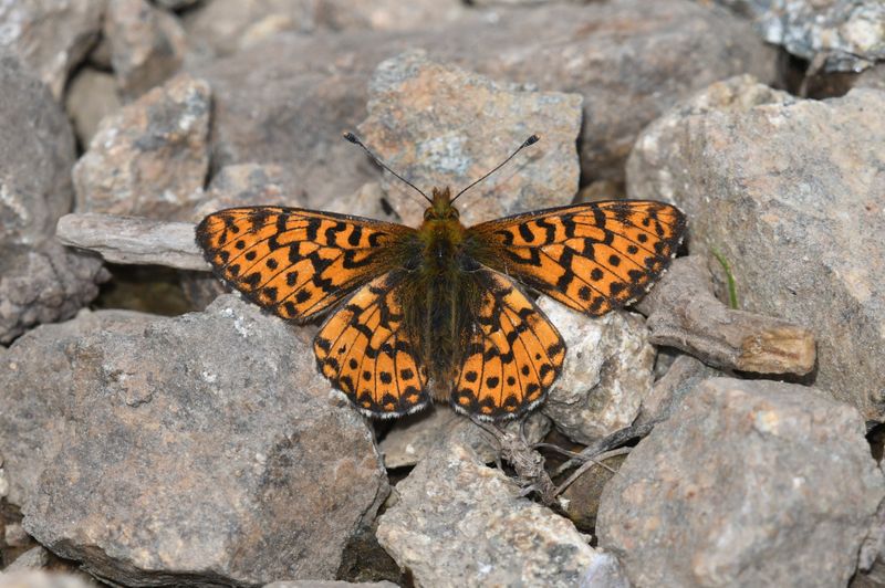 Arctic Fritillary: Boloria chariclea