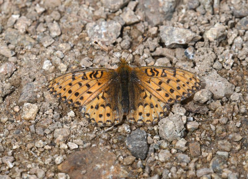 Mormon Fritillary: Speyeria mormonia