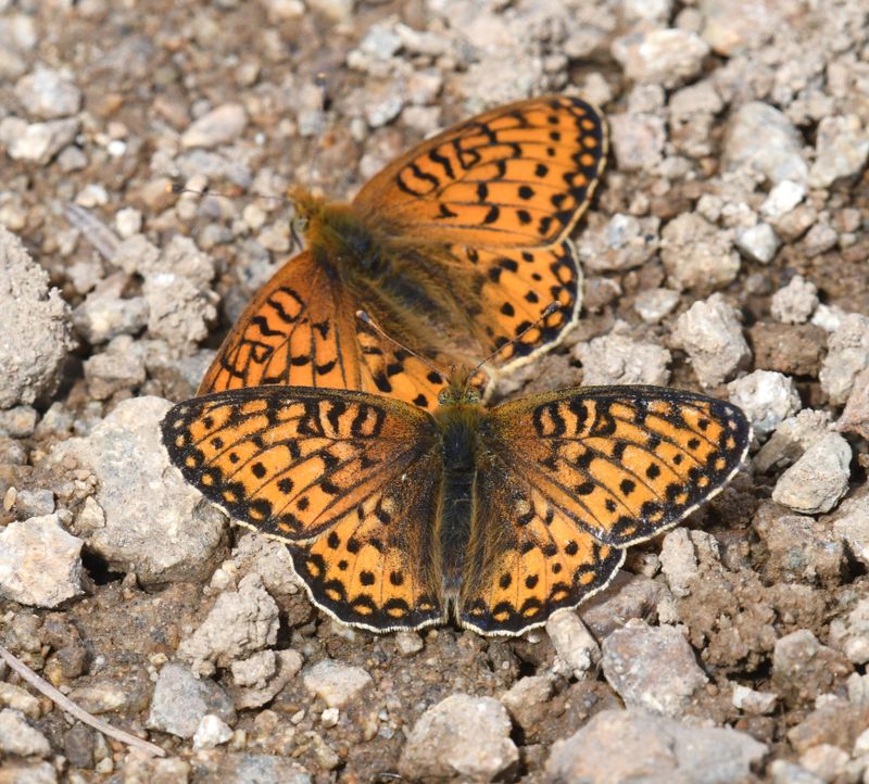 Mormon Fritillary: Speyeria mormonia