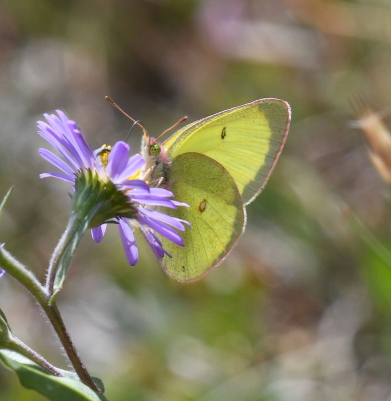 Christina's Sulphur: Colias christina (probably)