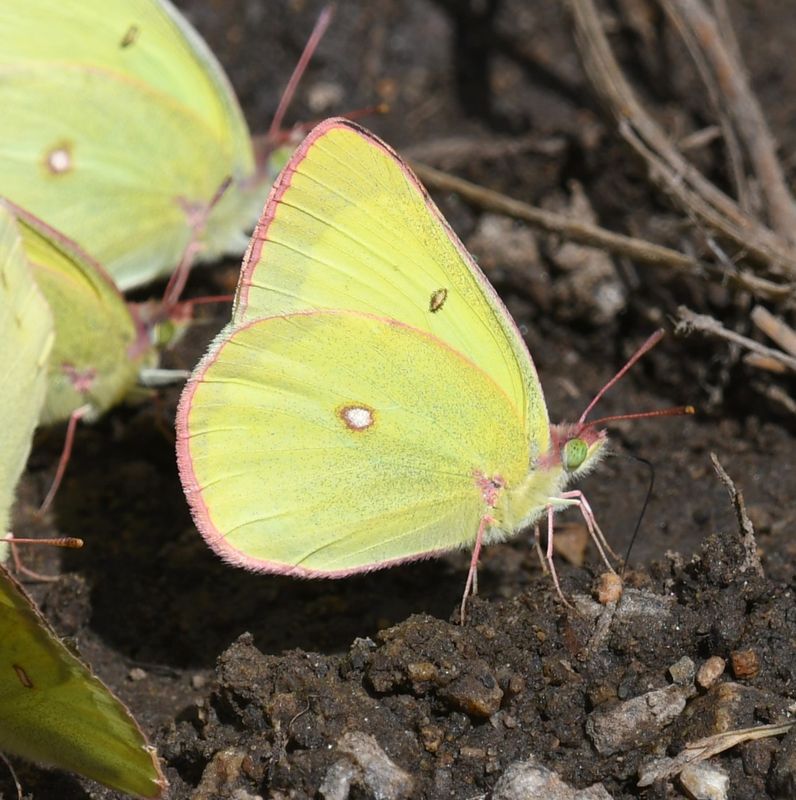Sulphur, Christina's