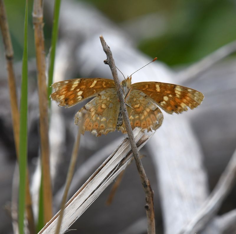 Field Crescent: Phyciodes pulchella