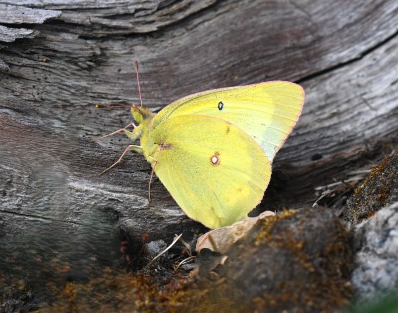 Sulphur, Eriphyle's