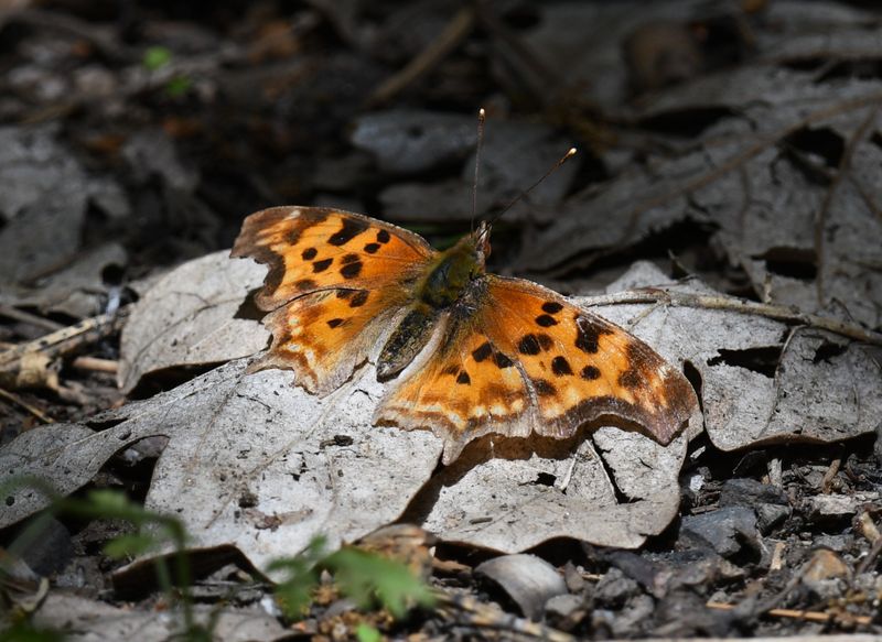 Satyr Anglewing: Polygonia satyrus