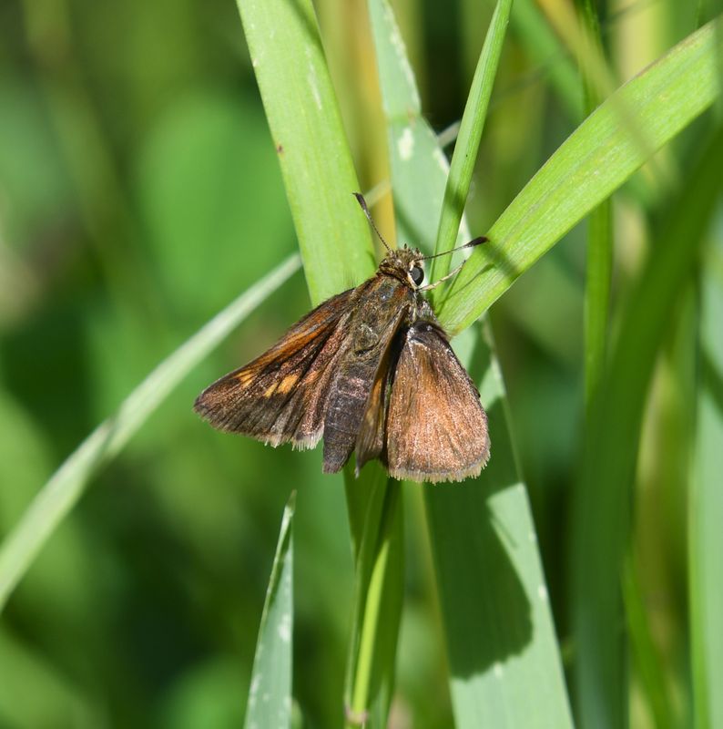 Tawny-edged Skipper: Polites themistocles