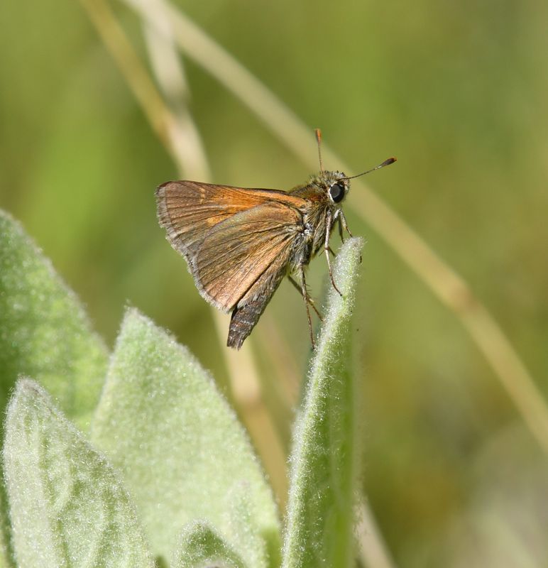 Tawny-edged Skipper: Polites themistocles
