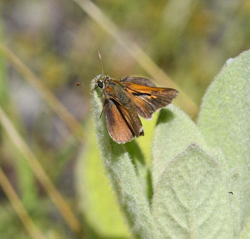 Tawny-edged Skipper: Polites themistocles