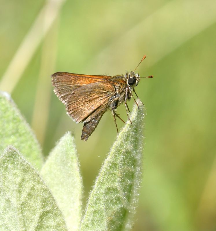Tawny-edged Skipper: Polites themistocles