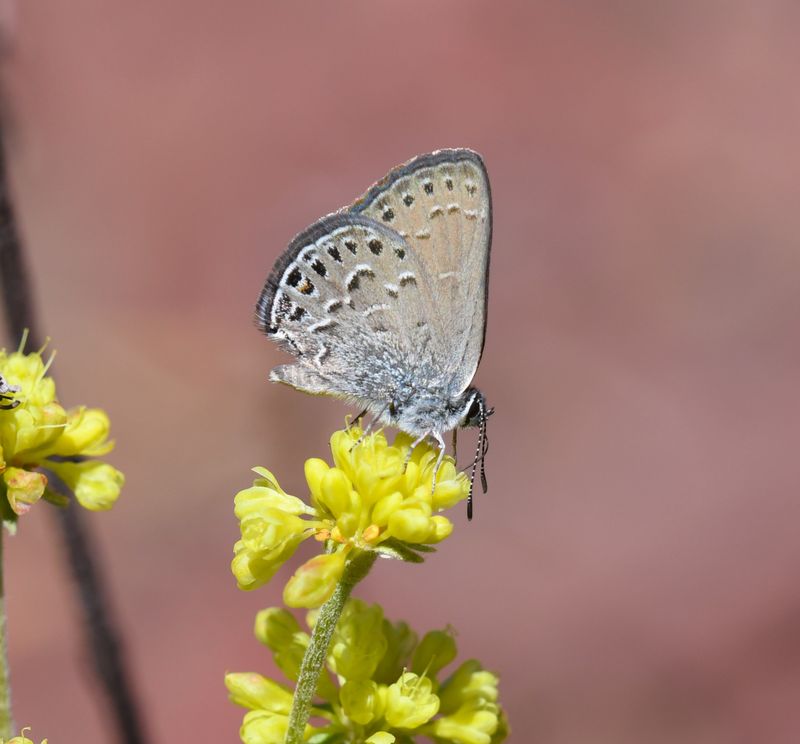 Behr's Hairstreak: Satyrium behrii