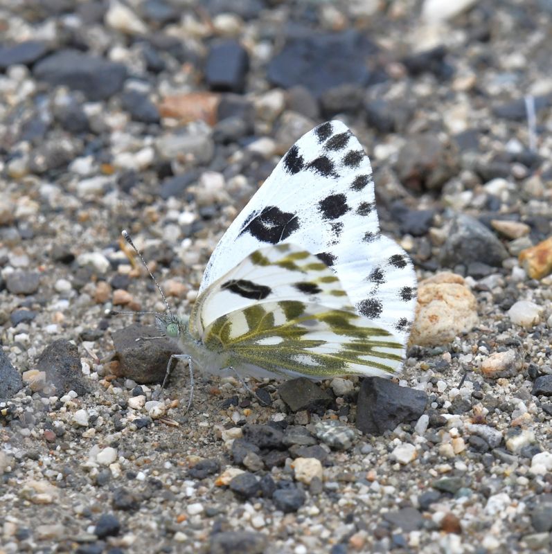 Becker's White: Pontia beckerii