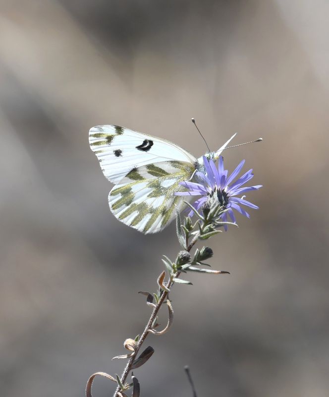 Becker's White: Pontia beckerii
