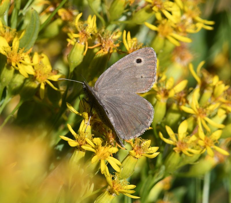Dark Wood Nymph: Cercyonis oetus