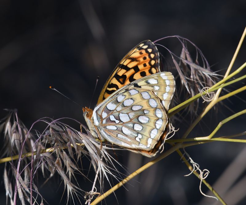 Coronis Fritillary: Speyeria coronis