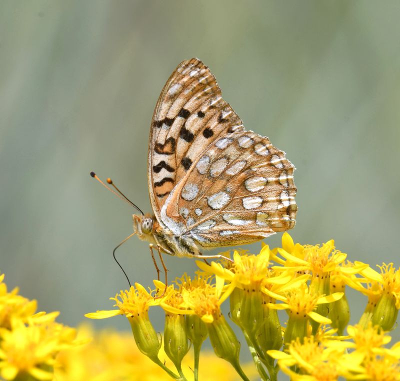 Coronis Fritillary: Speyeria coronis