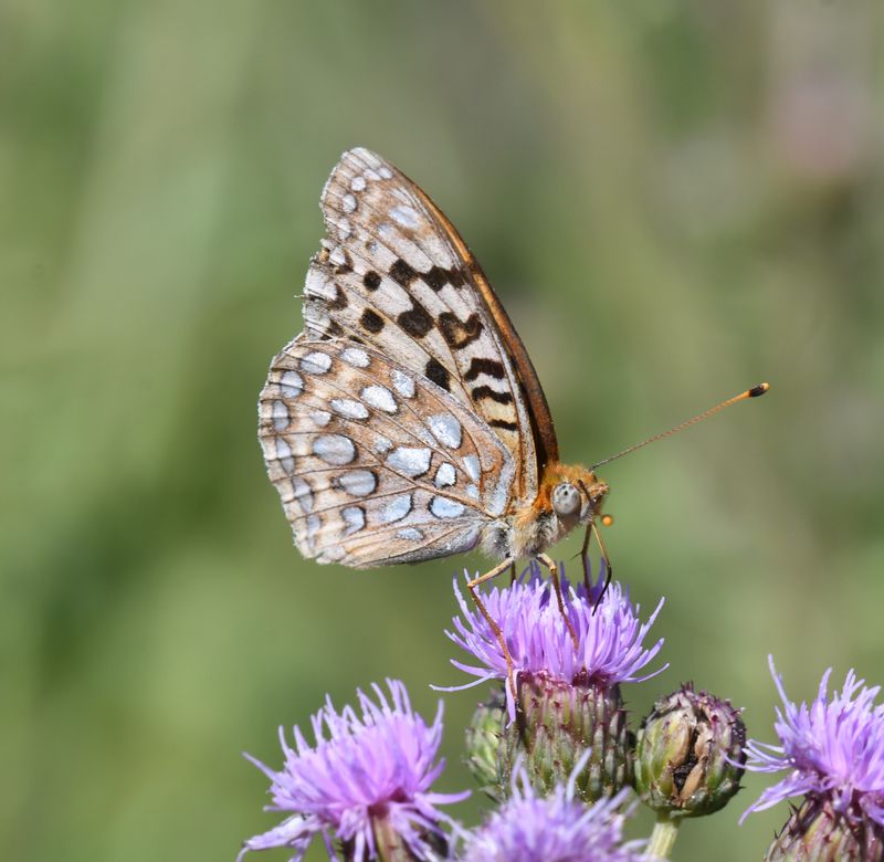 Coronis Fritillary: Speyeria coronis