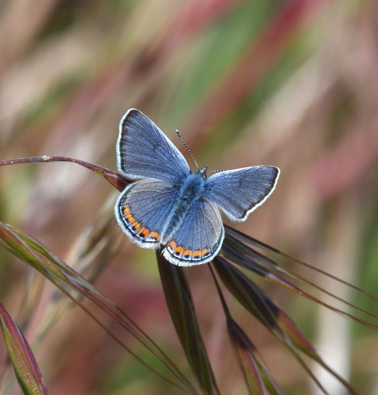 Lupine Blue: Icaricia lupini