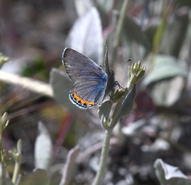 Lupine Blue: Icaricia lupini