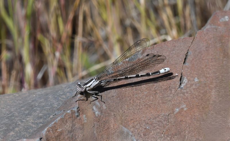 Damselfly