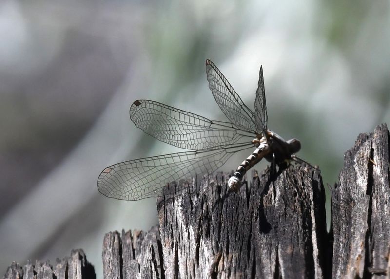 Damselfly