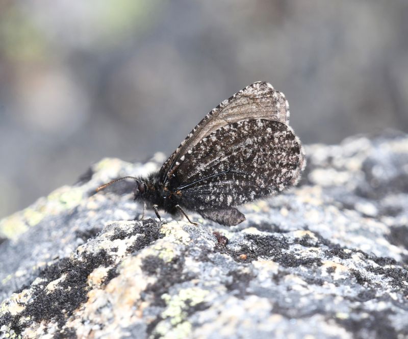 Melissa Arctic: Oeneis melissa
