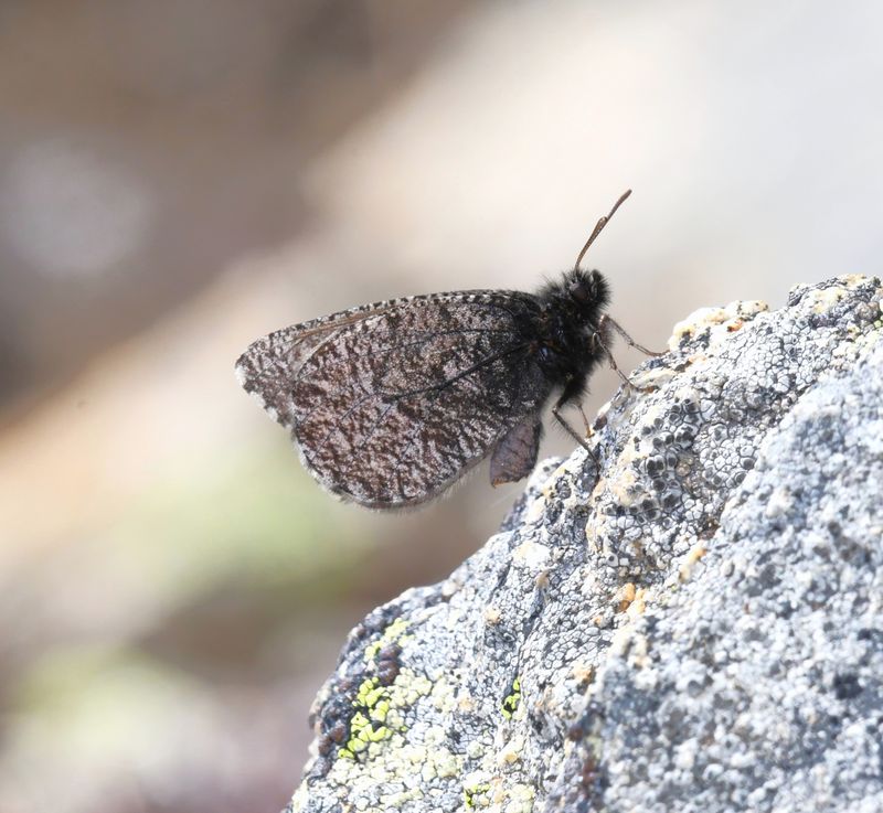 Melissa Arctic: Oeneis melissa