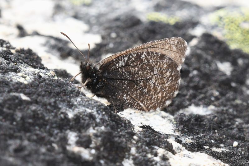 Melissa Arctic: Oeneis melissa