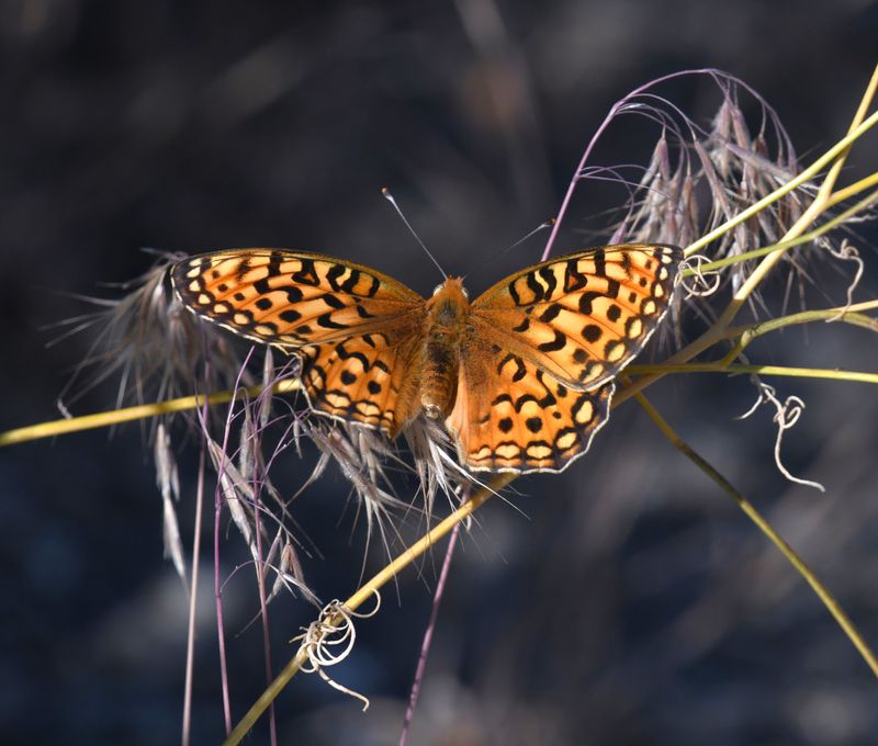 Coronis Fritillary: Speyeria coronis
