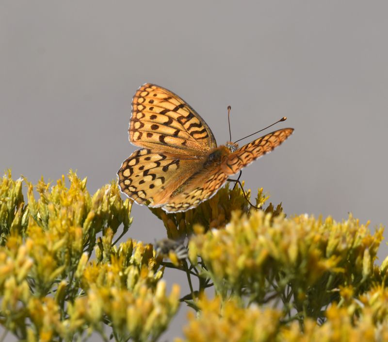 Coronis Fritillary: Speyeria coronis