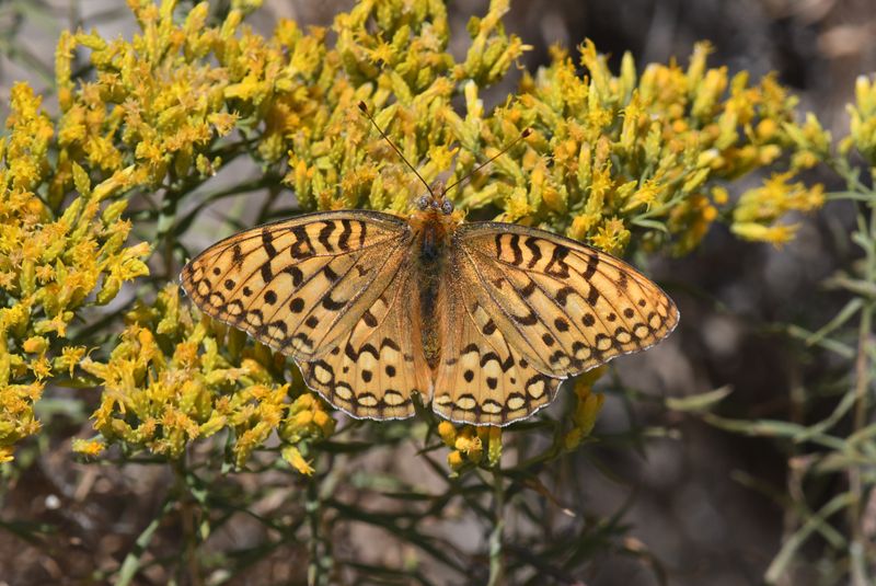 Coronis Fritillary: Speyeria coronis