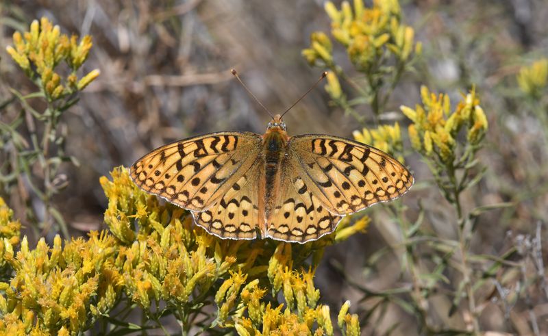 Coronis Fritillary: Speyeria coronis