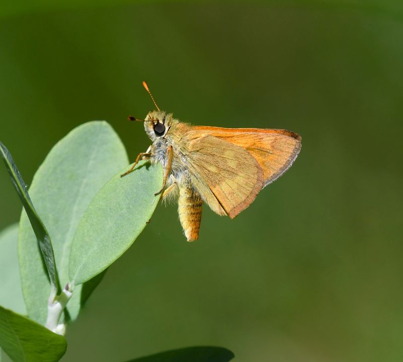 Woodland Skipper: Ochlodes sylvanoides